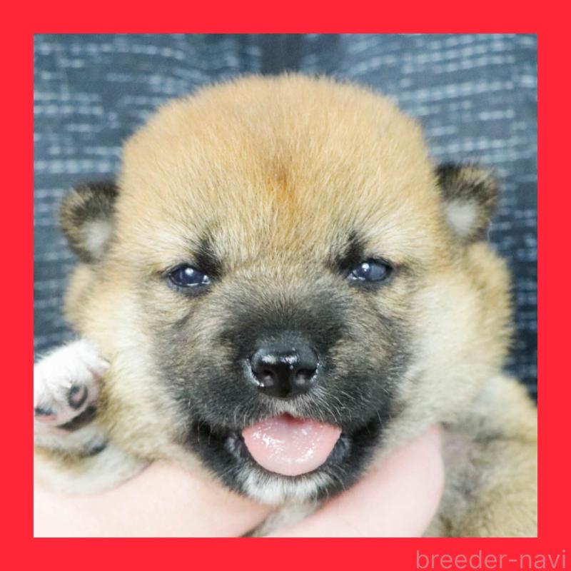 販売中の愛知県の柴犬-400969の1枚目